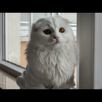 Scottish Fold, Kedi  Mila fotoğrafı