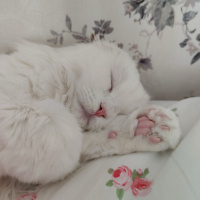 Scottish Fold, Kedi  Mila fotoğrafı