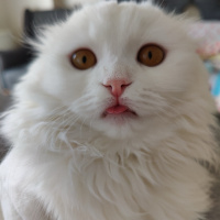 Scottish Fold, Kedi  Mila fotoğrafı