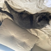 British Shorthair, Kedi  Patron fotoğrafı