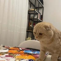 Scottish Fold, Kedi  Arya fotoğrafı