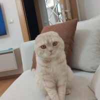 Scottish Fold, Kedi  Arya fotoğrafı