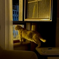 Scottish Fold, Kedi  Arya fotoğrafı