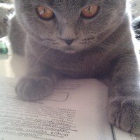 British Shorthair, Kedi  Karamel fotoğrafı