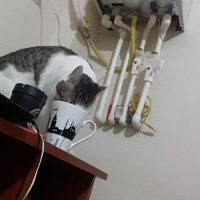 Tekir Kedi, Kedi  Lucifer fotoğrafı