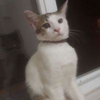 Tekir Kedi, Kedi  Lucifer fotoğrafı