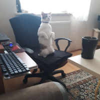 Tekir Kedi, Kedi  Lucifer fotoğrafı