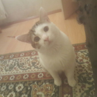 Tekir Kedi, Kedi  Lucifer fotoğrafı