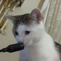 Tekir Kedi, Kedi  Lucifer fotoğrafı