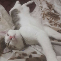 Tekir Kedi, Kedi  Lucifer fotoğrafı