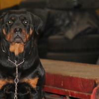 Rottweiler, Köpek  Gaya fotoğrafı