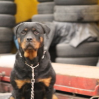 Rottweiler, Köpek  Gaya fotoğrafı