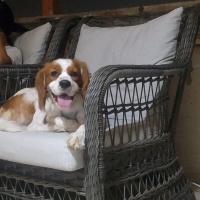 King Charles Spaniel, Köpek  lotus fotoğrafı