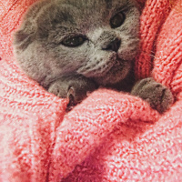 Scottish Fold, Kedi  Eylül fotoğrafı