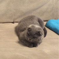 Scottish Fold, Kedi  Eylül fotoğrafı