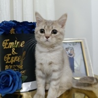 British Shorthair, Kedi  Duman fotoğrafı