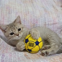 British Shorthair, Kedi  Duman fotoğrafı