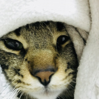 Tekir Kedi, Kedi  Bıdık fotoğrafı