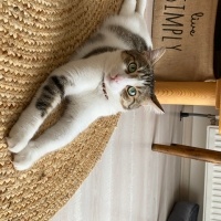 Tekir Kedi, Kedi  Çeto fotoğrafı