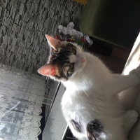 Tekir Kedi, Kedi  Fıstık fotoğrafı