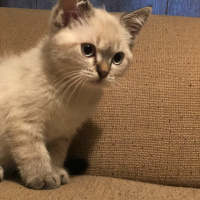 British Shorthair, Kedi  Çakıl fotoğrafı