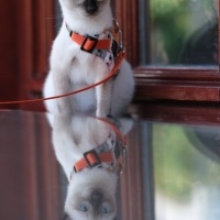 Siyam Kedisi, Kedi  Luna fotoğrafı