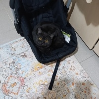 British Shorthair, Kedi  Lord monkey fotoğrafı