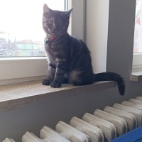 British Shorthair, Kedi  Lord monkey fotoğrafı