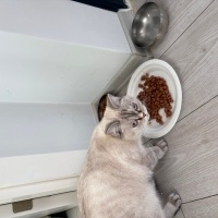 Scottish Fold, Kedi  Düşes fotoğrafı