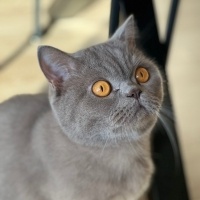 British Shorthair, Kedi  Leo fotoğrafı