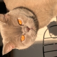British Shorthair, Kedi  Leo fotoğrafı
