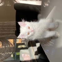 Ankara Kedisi, Kedi  laviva fotoğrafı