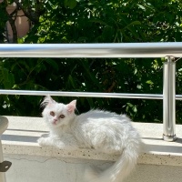 Ankara Kedisi, Kedi  laviva fotoğrafı