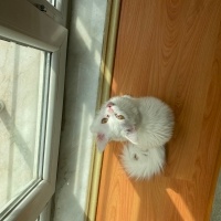 Ankara Kedisi, Kedi  laviva fotoğrafı