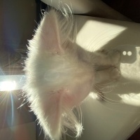 Ankara Kedisi, Kedi  laviva fotoğrafı