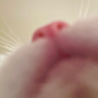 Ankara Kedisi, Kedi  laviva fotoğrafı