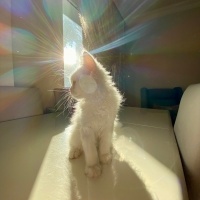 Ankara Kedisi, Kedi  laviva fotoğrafı