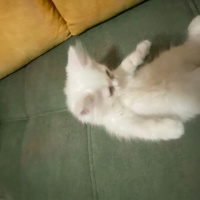 Ankara Kedisi, Kedi  laviva fotoğrafı