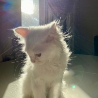 Ankara Kedisi, Kedi  laviva fotoğrafı