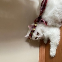 Ankara Kedisi, Kedi  laviva fotoğrafı