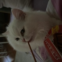 Ankara Kedisi, Kedi  laviva fotoğrafı