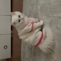 Ankara Kedisi, Kedi  laviva fotoğrafı