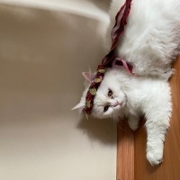 Ankara Kedisi, Kedi  laviva fotoğrafı