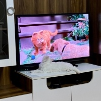 Ankara Kedisi, Kedi  laviva fotoğrafı