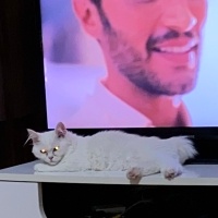 Ankara Kedisi, Kedi  laviva fotoğrafı