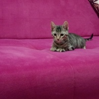 Tekir Kedi, Kedi  Hüsrev fotoğrafı