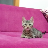 Tekir Kedi, Kedi  Hüsrev fotoğrafı