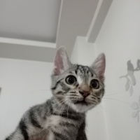 Tekir Kedi, Kedi  Hüsrev fotoğrafı