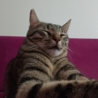 Tekir Kedi, Kedi  Hüsrev fotoğrafı