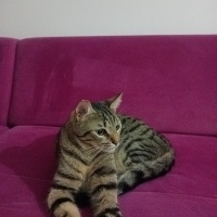 Tekir Kedi, Kedi  Hüsrev fotoğrafı